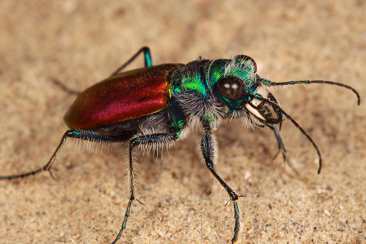 Tiger Beetle - Insects Morphology