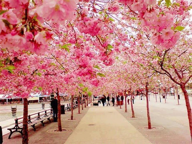  حقآآئق مذهله َ! Cherry+Blossoms+,+Sakura+in+Japan