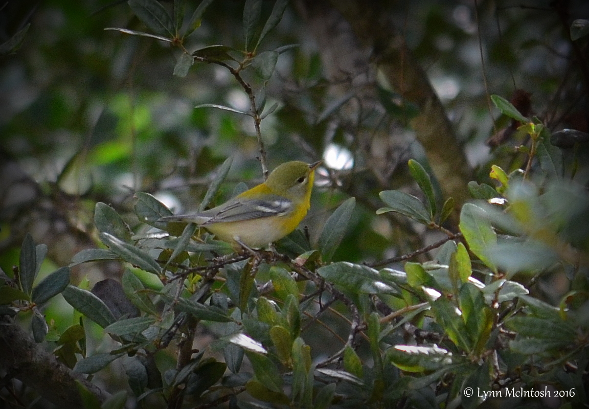 Northern Parula