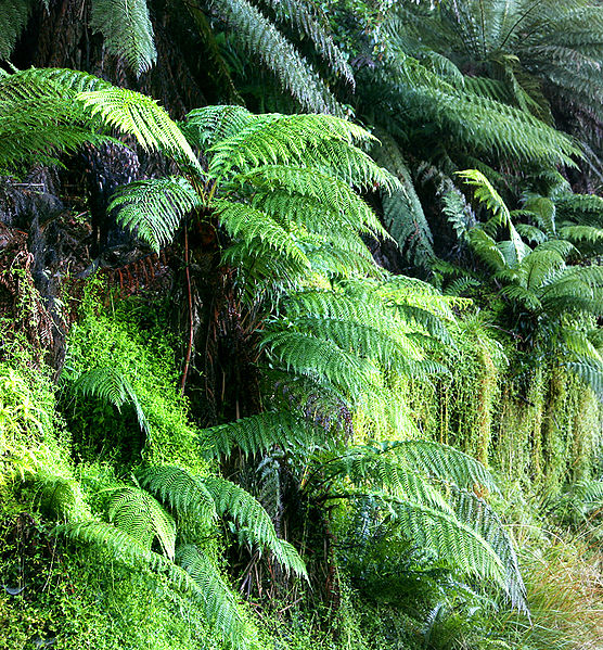 WHY IS MY TREE FERN DEAD? The Garden of Eaden