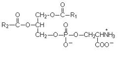 Phosphatidyl Serine