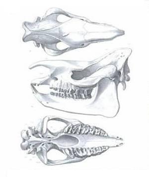craneo de Diceratherium