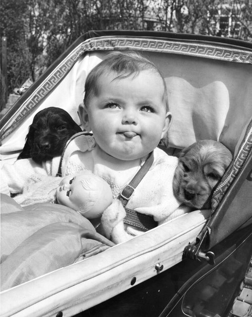 Funny Vintage Photos of Dogs vintage everyday