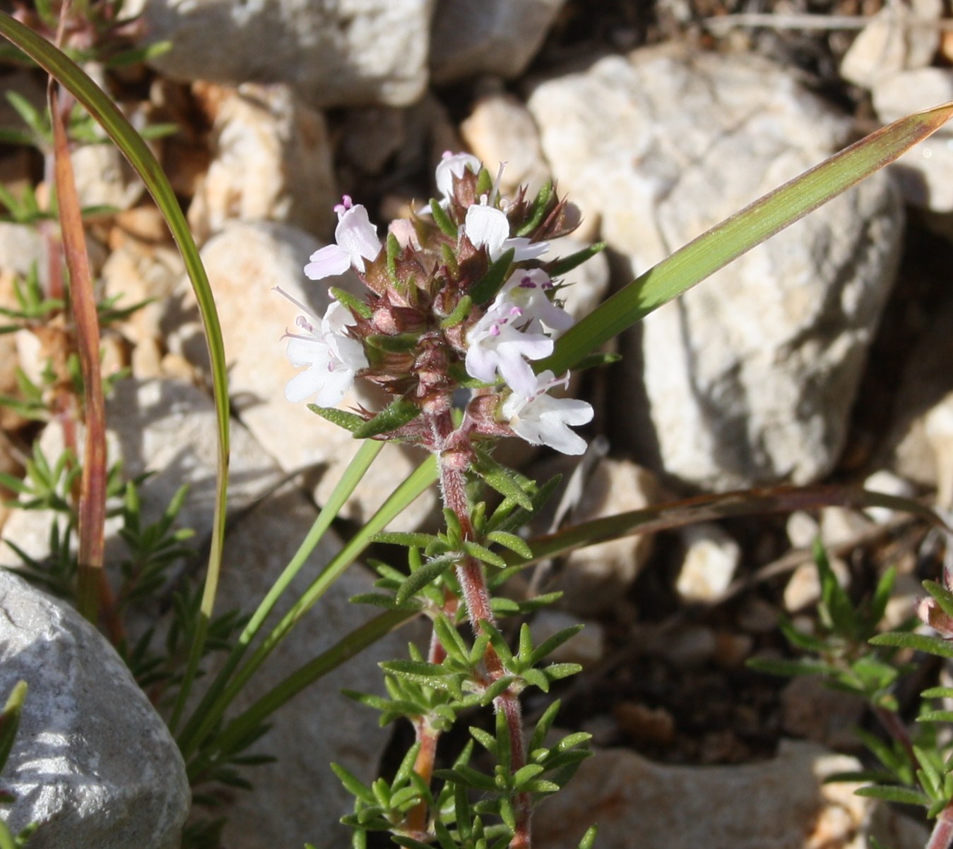 Flora da Serra da Arrábida Tomilhinha (Thymus zygis ssp. sylvestris)