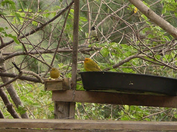 casal de canarinho cabeça de fogo