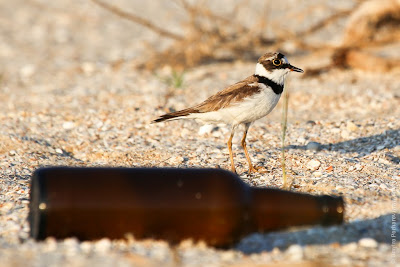 Малый зуек (Charadrius dubius) Little Ringed Plover