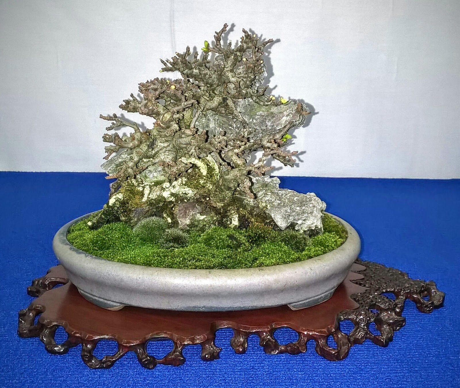 Bespoke Bonsai Stands Bespoke Bonsai Stands in use at the 2016