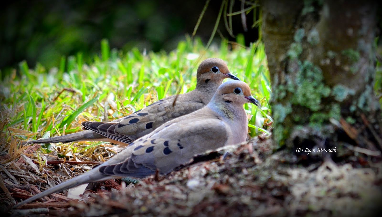 Mourning Doves