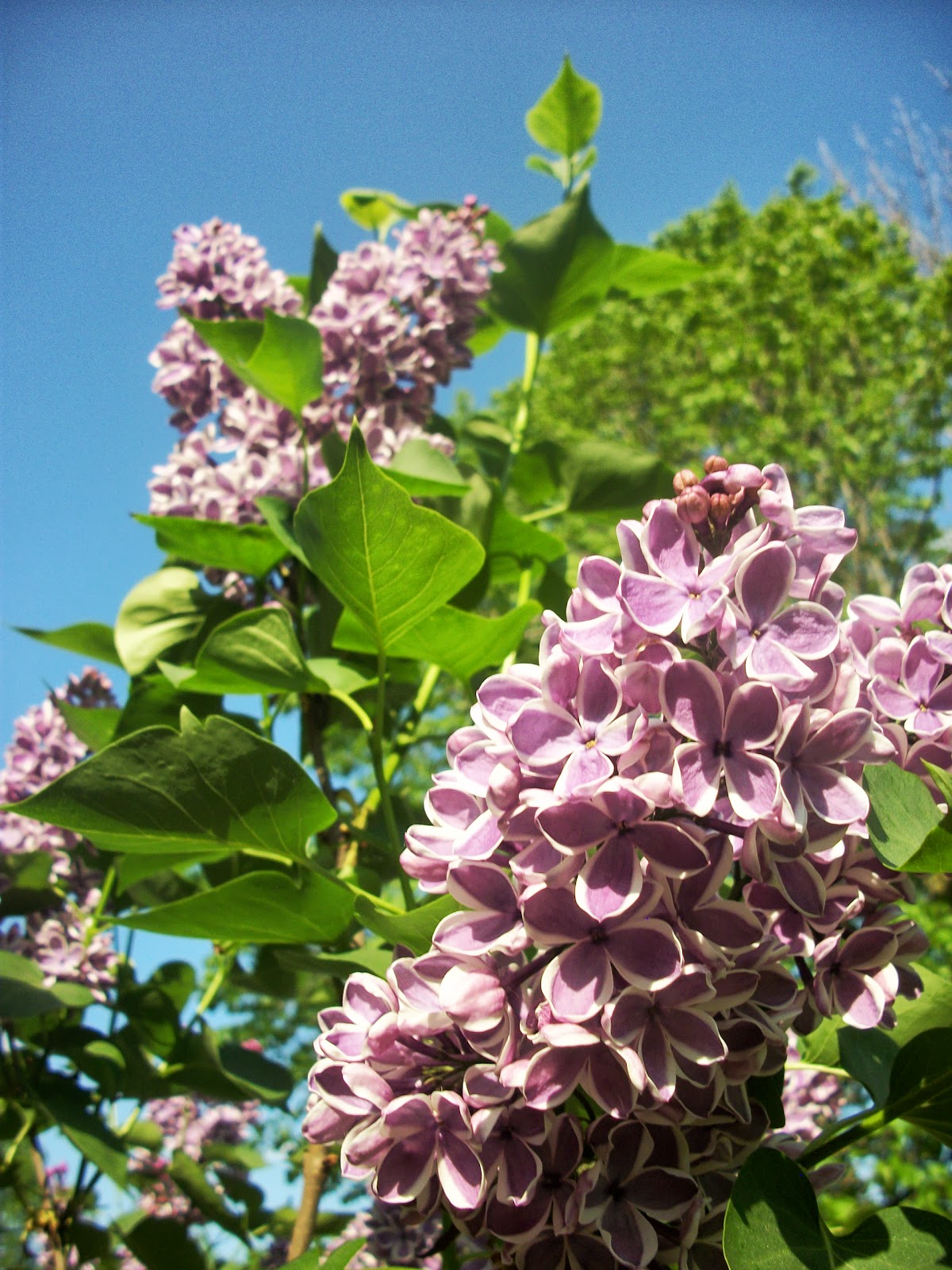 April's Country Life Lilacs Speechless )