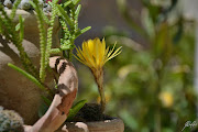 Fiore di cactus, fiore affrancato dall'arsura del suolo. (fiore di cactus)