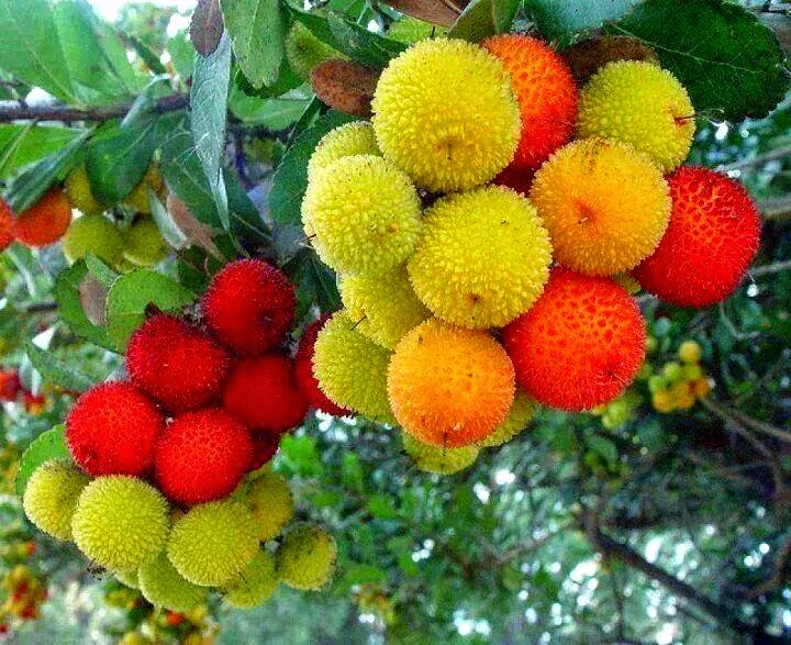 Buah Hati yang Kaya Nutrisi