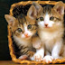 Cute Kittens