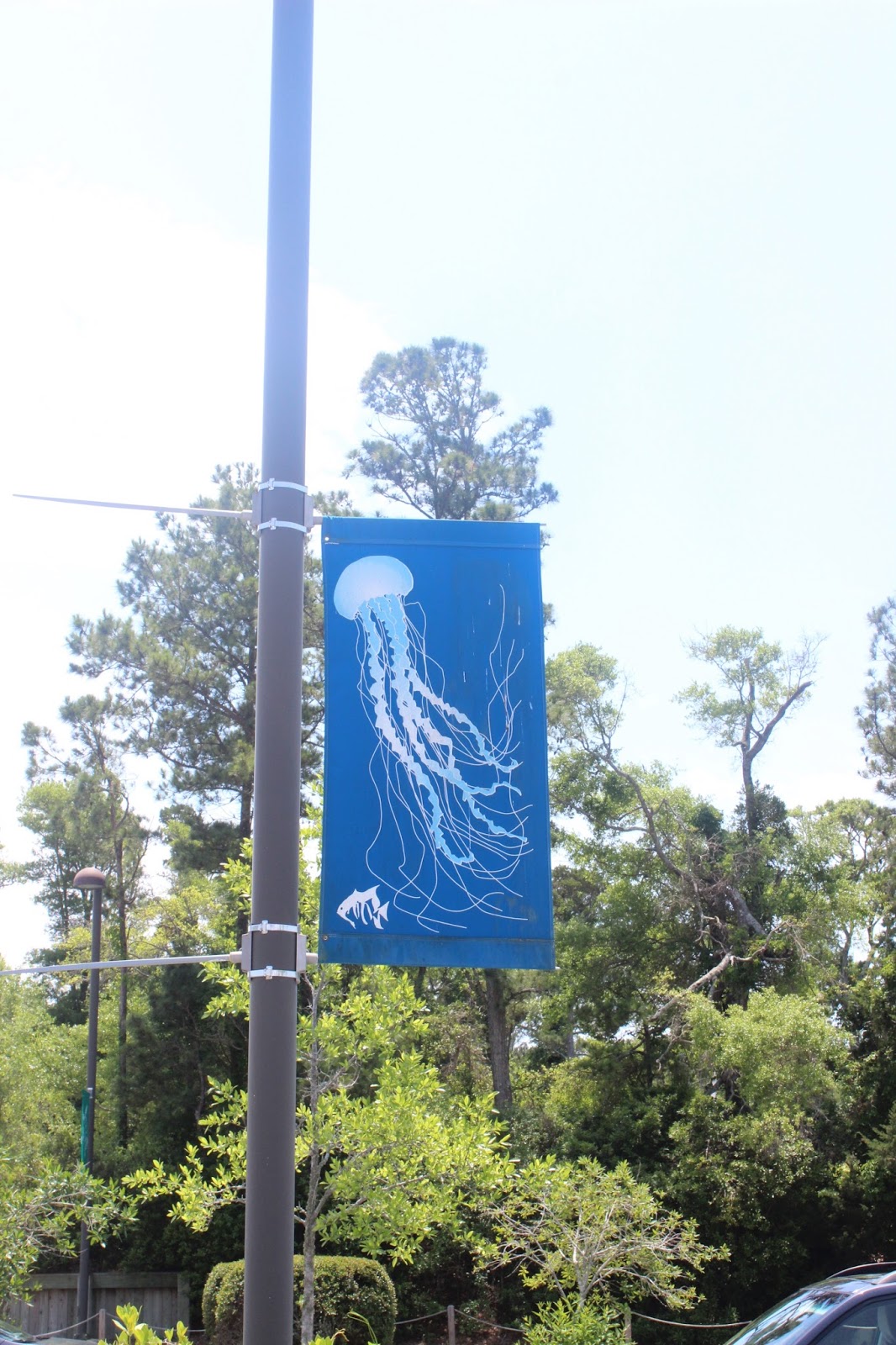 The Largest Aquarium in North Carolina Pine Knoll Shores MyCrystalCoast