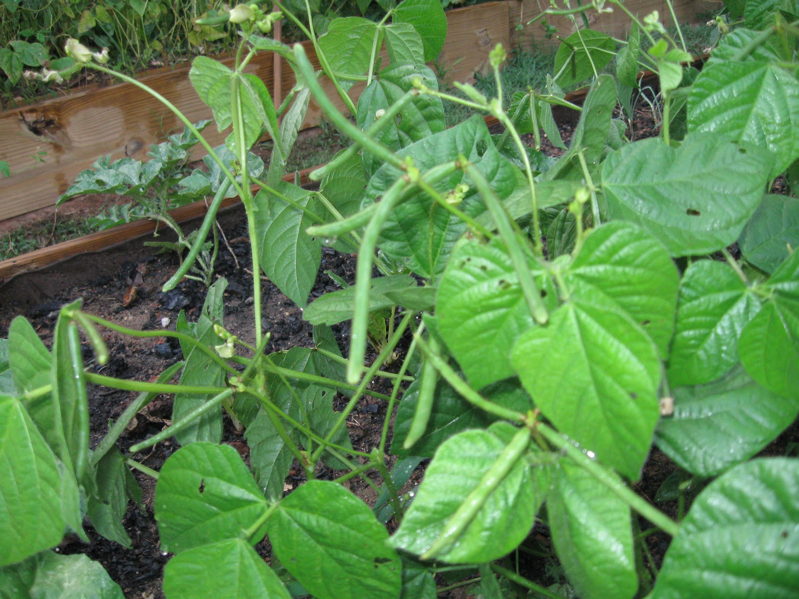 Organic MUNG BEAN (Green) Also known As Chori, For Spouting ,food or