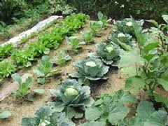 Home-grown Food for Africa