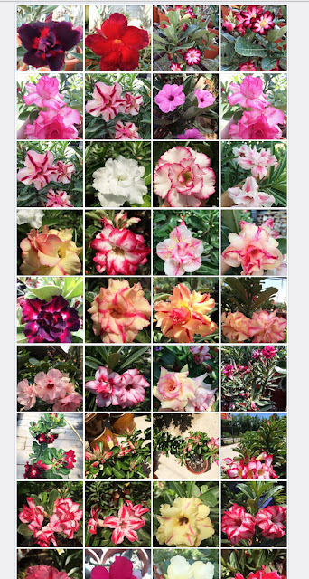 bunga bonsai adenium bunga bonsai adenium
