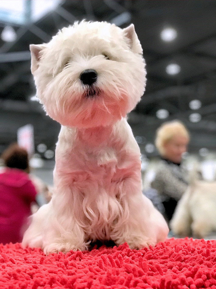 World Dog Show 2017