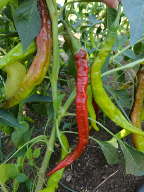 PIMIENTOS DE LA VERA EN LA MATA.PIMIENTOS PARA SECAR Y CONSERVAR