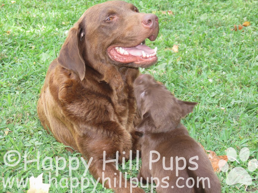 Happy Hill Labradors