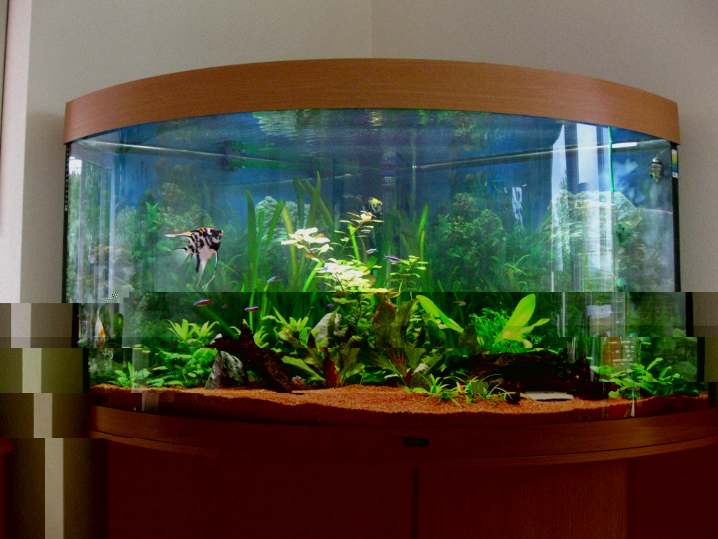 Ikan Aquarium