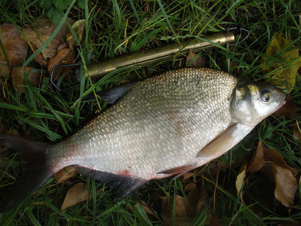 bream fish