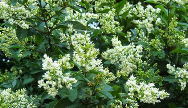 Propiedades de la Henna ~ HENNA RADICO GUATEMALA