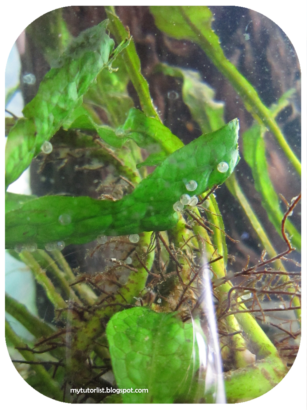 More Pictures of Goldfish Eggs and Other Aquarium Friends Behind