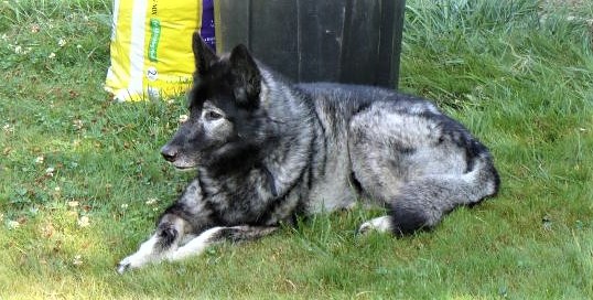 MY BEAUTIFUL WOLF, PRECIOUS ~ 1/2 Timber Wolf & 1/2 Gray Wolf. Irreplaceable.