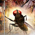 eega first 3 days collections
