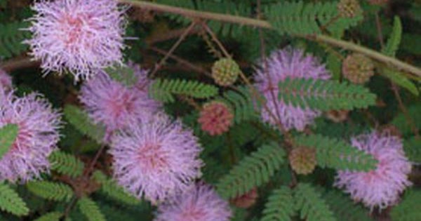 sensitive plant