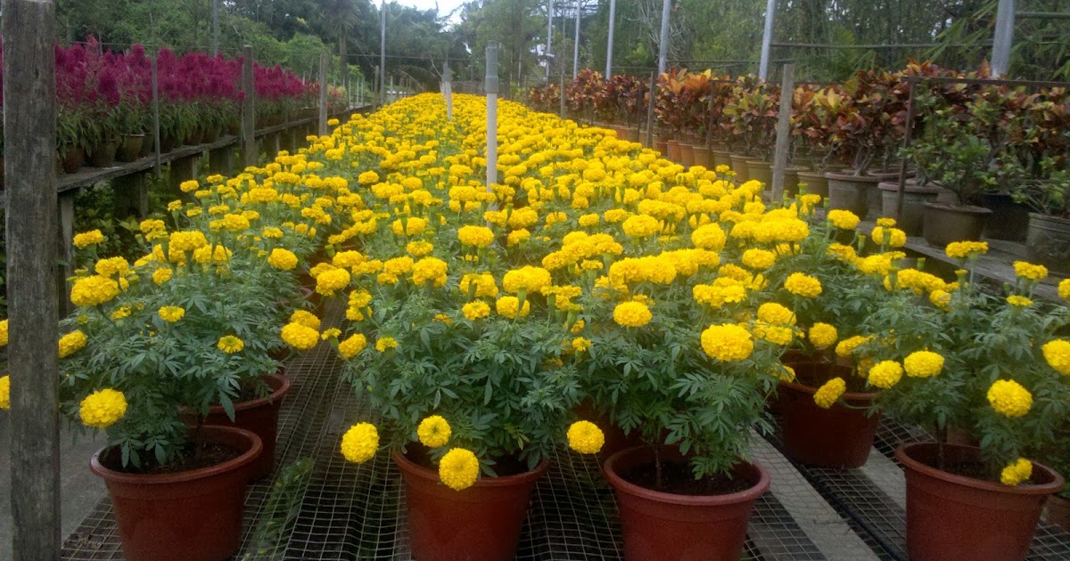 Webs of significance: chinese new year flowers on sunset peak :) Clothed in Petals: Chinese New Year flowers