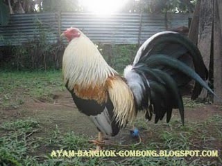Ayam Sabung Filipina