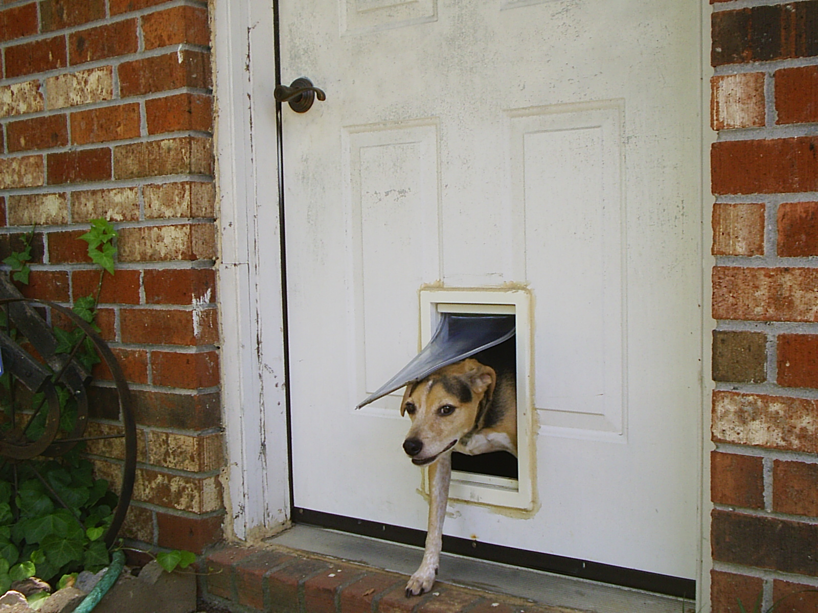 Portable Dog Door Inherent Facts About Electronic Pet Doors