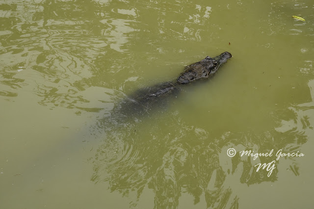 Amazonía Peruana. Caimán (lagarto).