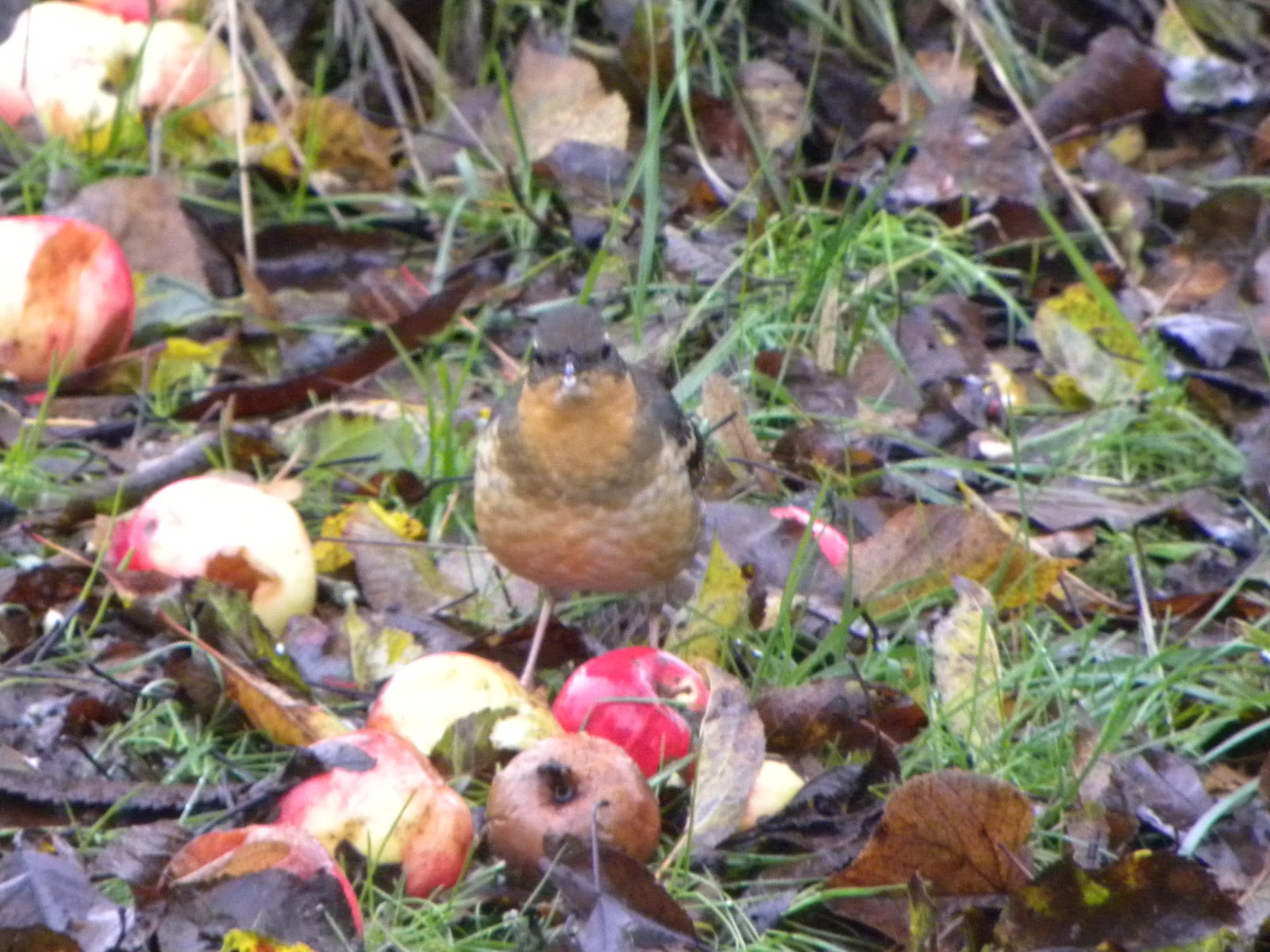 Birds Apple Tree Birds
