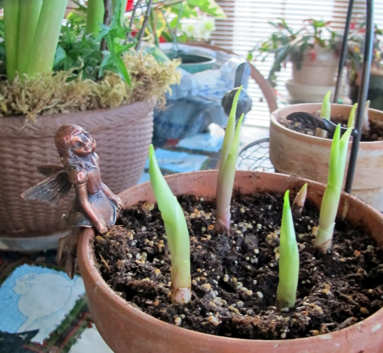 Blooms for the Twelves Days of Christmas