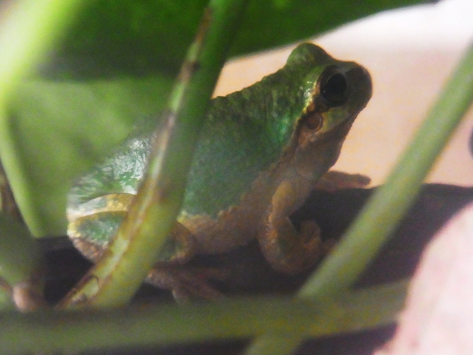 東海道のカエルのブログ アマガエル ２年目 たち