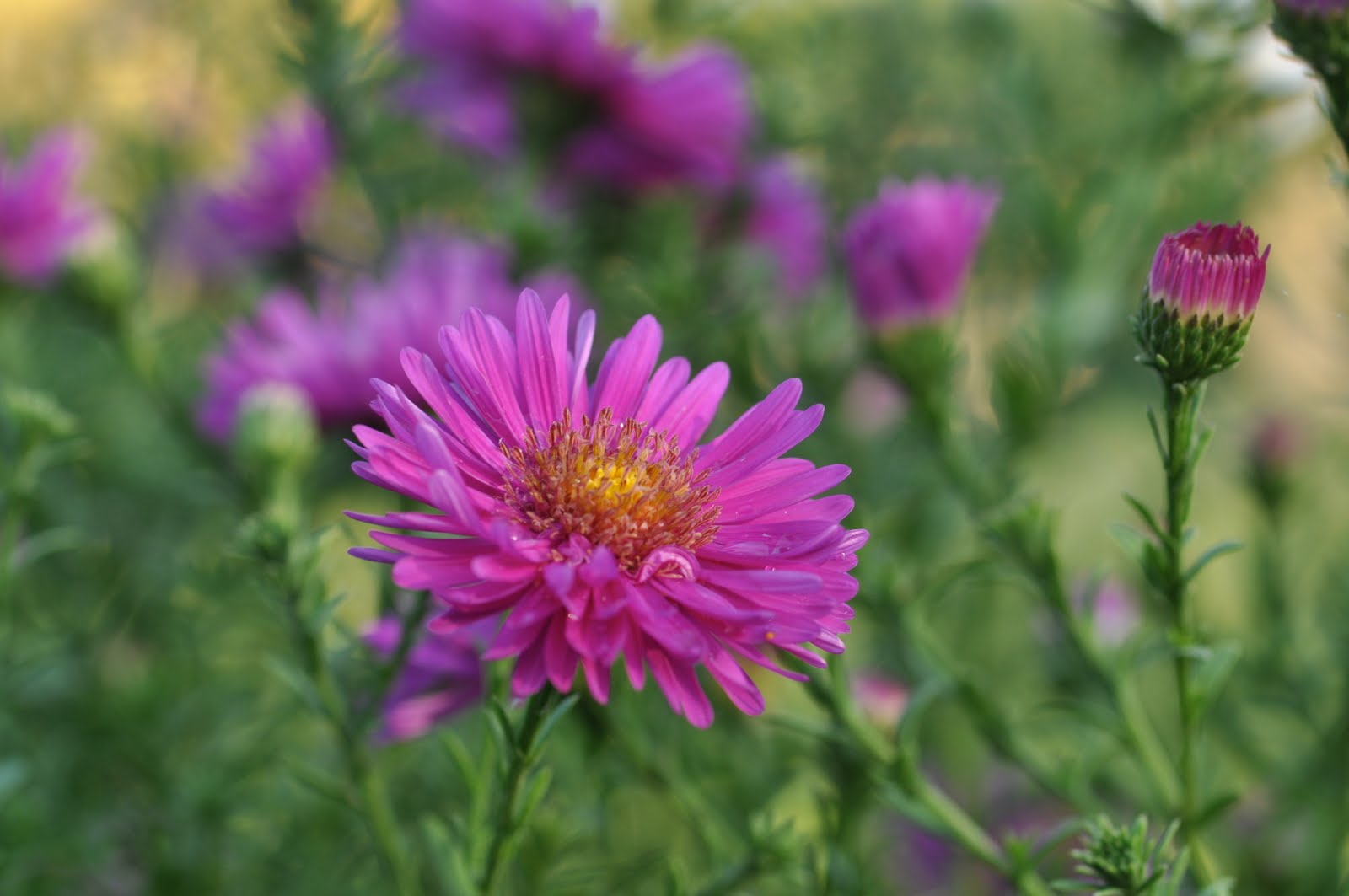 Aster Dumosus Alert