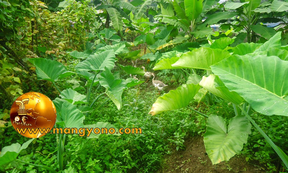 Talas Bogor atau Colocasia esculenta L Blog Mang Yono