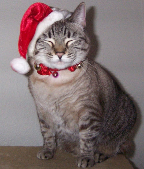 http://londoncats.wordpress.com/2011/12/14/christmas-kitties/