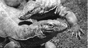 Varanus komodoensis salah satu Reptilia endemik Indonesia