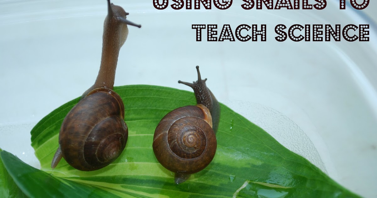 Preschool Activity Ideas Toddler Activity Ideas Mommy With