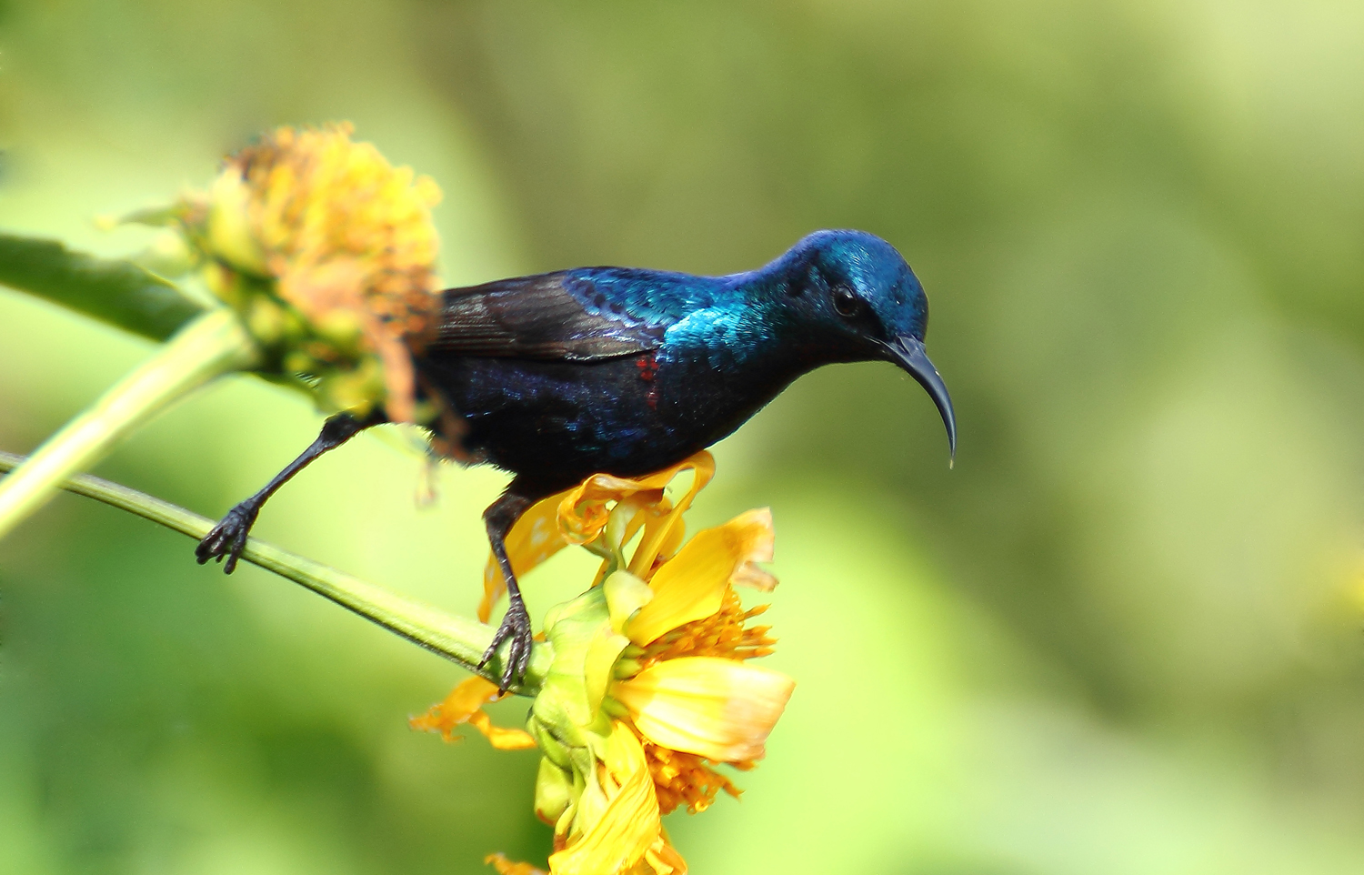 Imaje2012: Birds I saw in Dubai