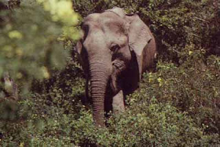sri lankan elephant