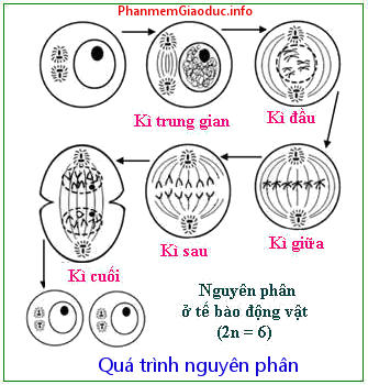 nguyen-phan-sinh-hoc-12.png