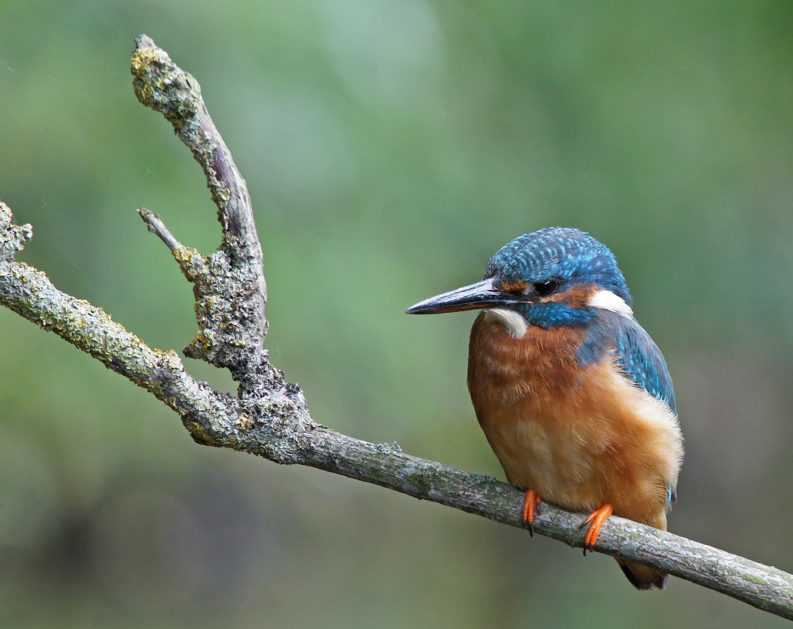 De IJsvogel