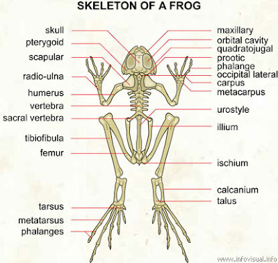 Animal Structure (Struktur Hewan) 028+Skeleton+of+a+frog