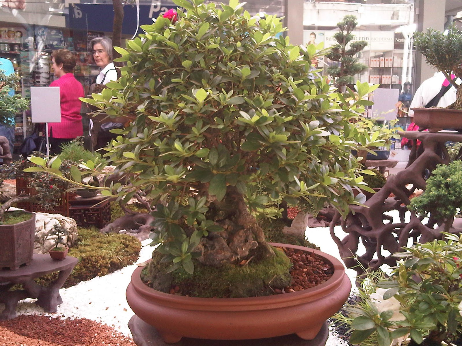 BONSAI COLOMBIA Expo Bonsai Medellin.