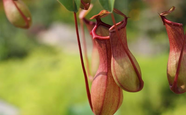 Pitcher Plant Pitcher Plant