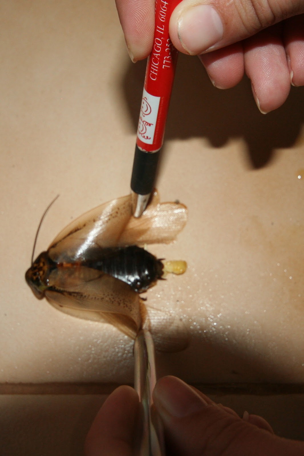 All That is Below Biggest bug ever...